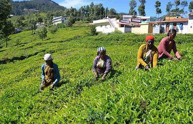 Rainfall deficit impacts tea leaf output in TN's Nilgiris