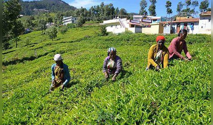 Rainfall deficit impacts tea leaf output in TN's Nilgiris