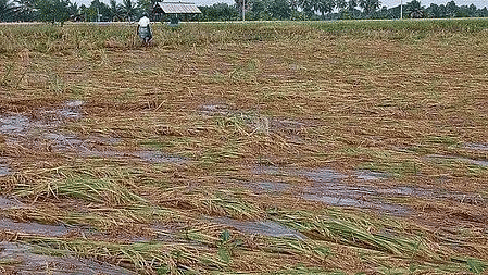 Rajasthan tops country with over 10 million hectares under crop insurance