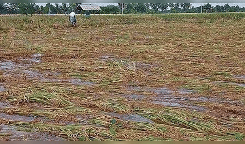 Rajasthan tops country with over 10 million hectares under crop insurance