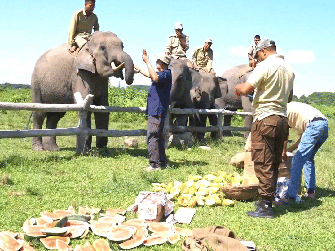 Vantara Foundation Plans Three Wildlife Rescue and Rehabilitation Centres in Assam.