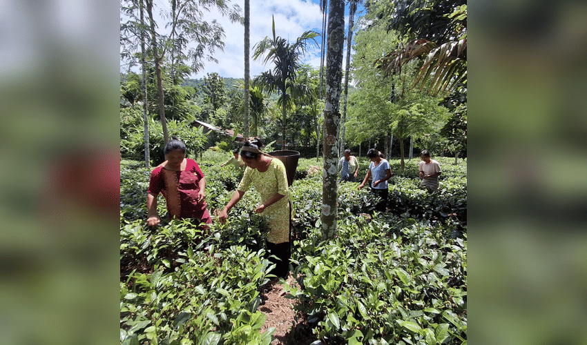 From Leaves to Livelihood: Assam Women Turn Traditional Tea-Making into a Path to Empowerment in Karbi Anglong