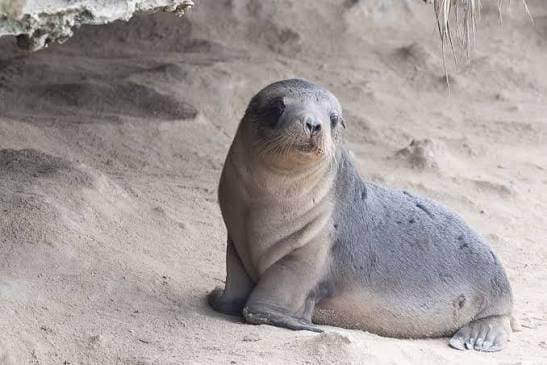 South Australia reports 2nd suspected mammal bird flu case in seal