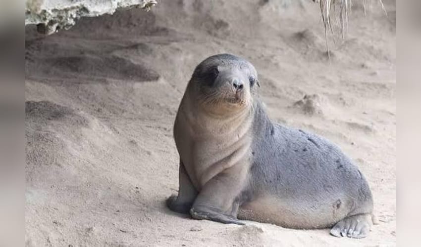 South Australia reports 2nd suspected mammal bird flu case in seal