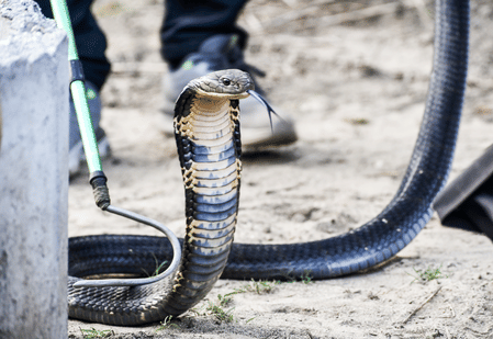 Spectacled cobras in India genetically same despite visible differences (Photo: IANS)