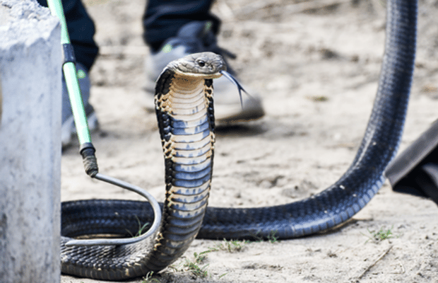 Spectacled cobras in India genetically same despite visible differences (Photo: IANS)