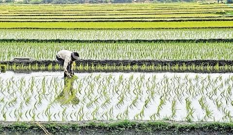 Strict enforcement guidelines set for seed sellers in TN's Thanjavur for Samba season