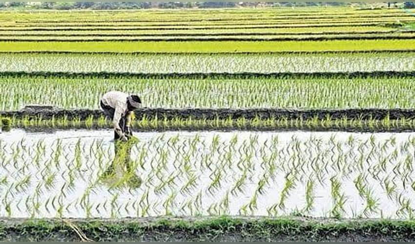 Strict enforcement guidelines set for seed sellers in TN's Thanjavur for Samba season