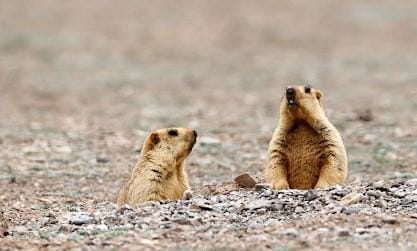 Suspected bubonic plague case confirmed in Mongolia (File Image)