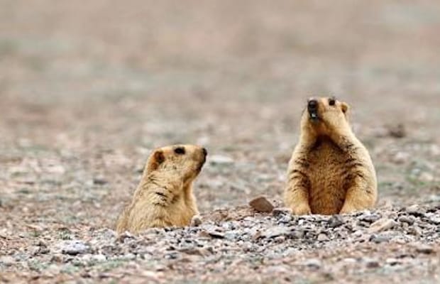 Suspected bubonic plague case confirmed in Mongolia (File Image)
