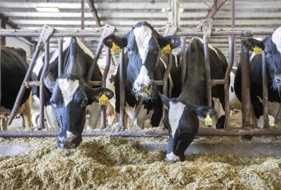 Tamil Nadu plans 22,500 milch cows to boost Aavin milk procurement