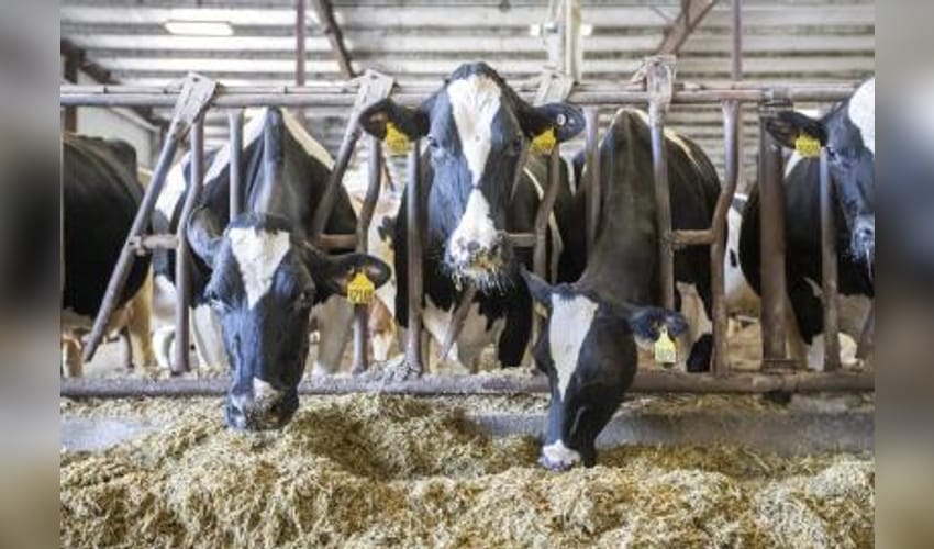 Tamil Nadu plans 22,500 milch cows to boost Aavin milk procurement
