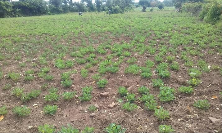 TN: Dharmapuri groundnut farmers seek KRP canal water as drought threatens crop