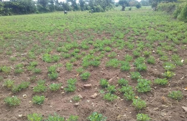TN: Dharmapuri groundnut farmers seek KRP canal water as drought threatens crop