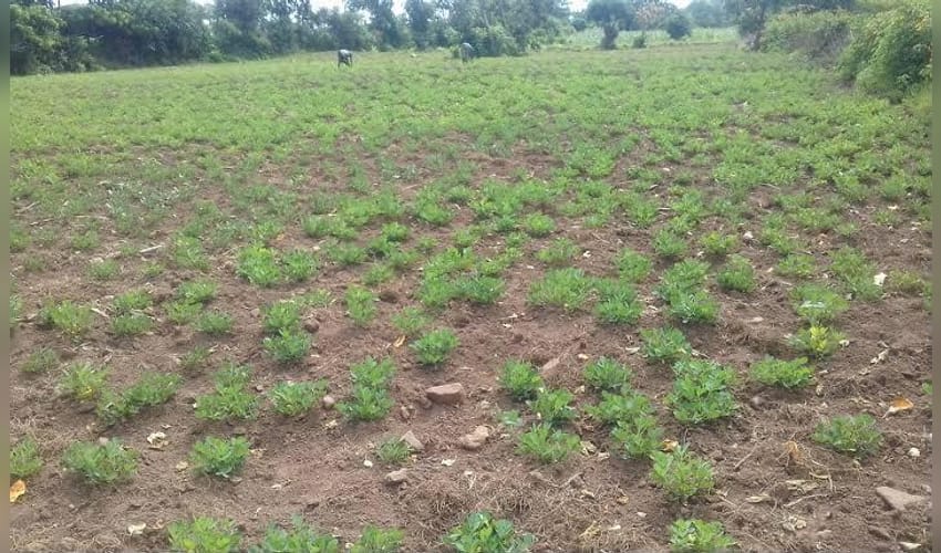 TN: Dharmapuri groundnut farmers seek KRP canal water as drought threatens crop