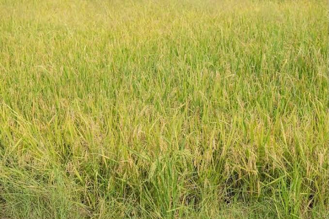 TN farmers seek govt help as wild rice weed spreads across paddy fields in Kanyakumari