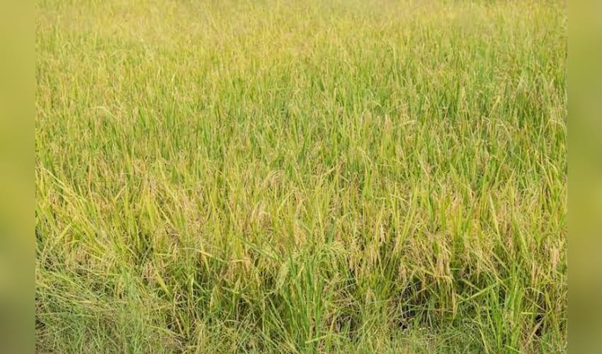 TN farmers seek govt help as wild rice weed spreads across paddy fields in Kanyakumari