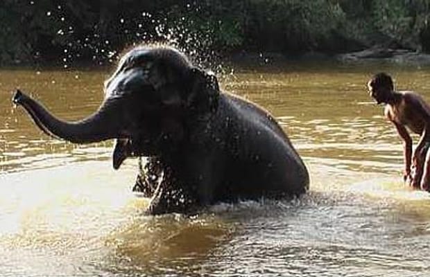 TN farmers seek relocation of elephant rejuvenation camp from Thekkampatti