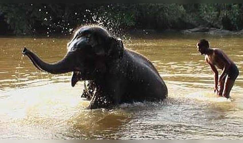TN farmers seek relocation of elephant rejuvenation camp from Thekkampatti