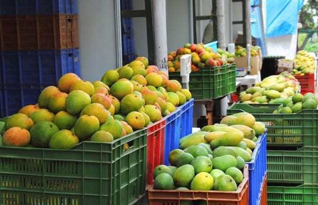 TN plans mango industrial corridor in Dharmapuri-Krishnagiri; 5 processing parks proposed
