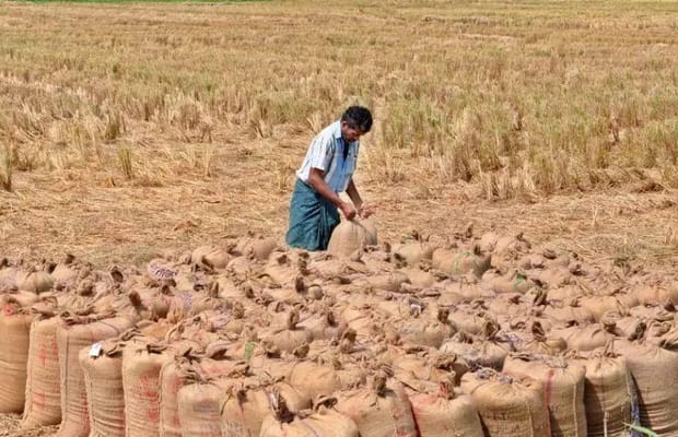 TN records all-time high paddy procurement of 64.2 lakh tonnes