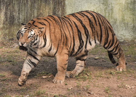 TN tiger attack case: Political parties, traders give two-day strike call in Gudalur