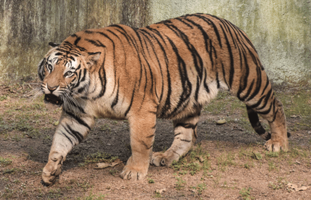 TN tiger attack case: Political parties, traders give two-day strike call in Gudalur