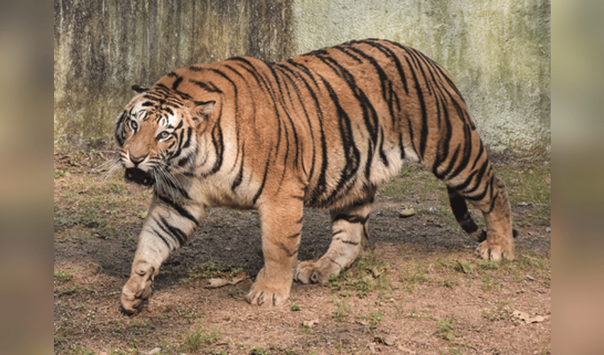 TN tiger attack case: Political parties, traders give two-day strike call in Gudalur