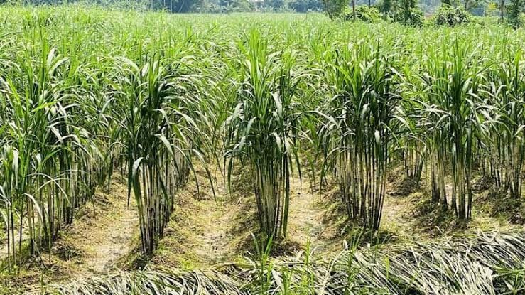 TN: Water scarcity threatens 4000 acres of sugarcane in Madurai