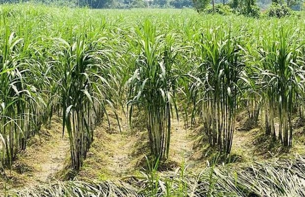 TN: Water scarcity threatens 4000 acres of sugarcane in Madurai
