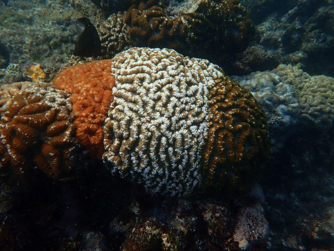 Tricolour corals offer clues to climate resilience