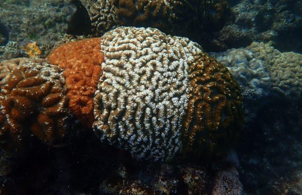 Tricolour corals offer clues to climate resilience