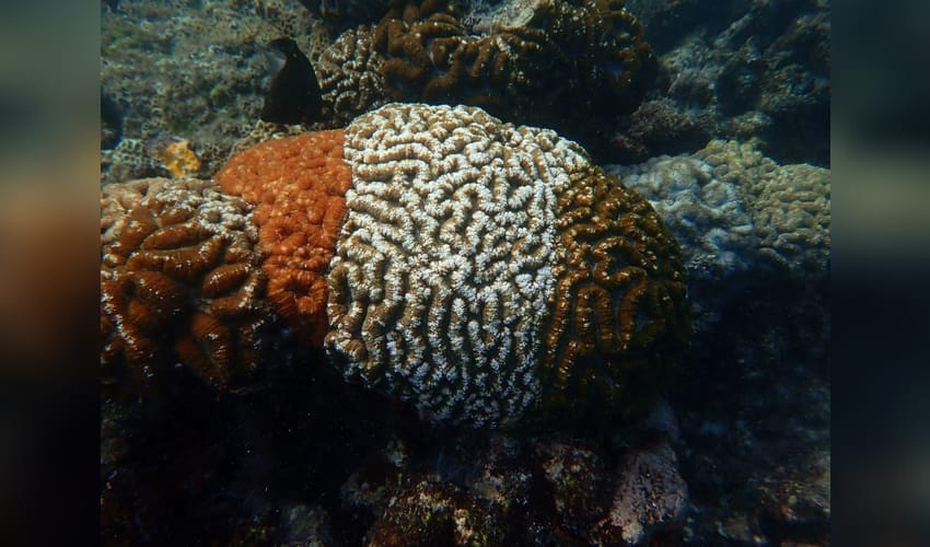 Tricolour corals offer clues to climate resilience