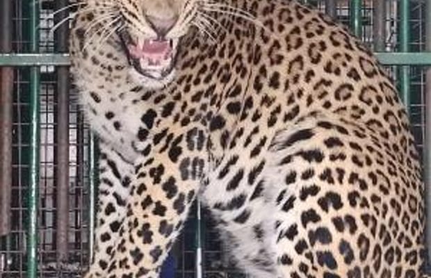 Two leopards captured in J&K's Budgam