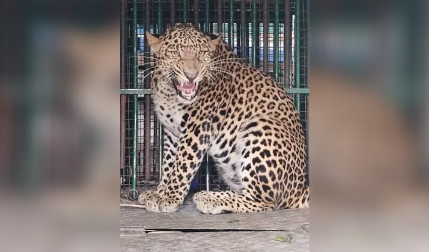 Two leopards captured in J&K's Budgam