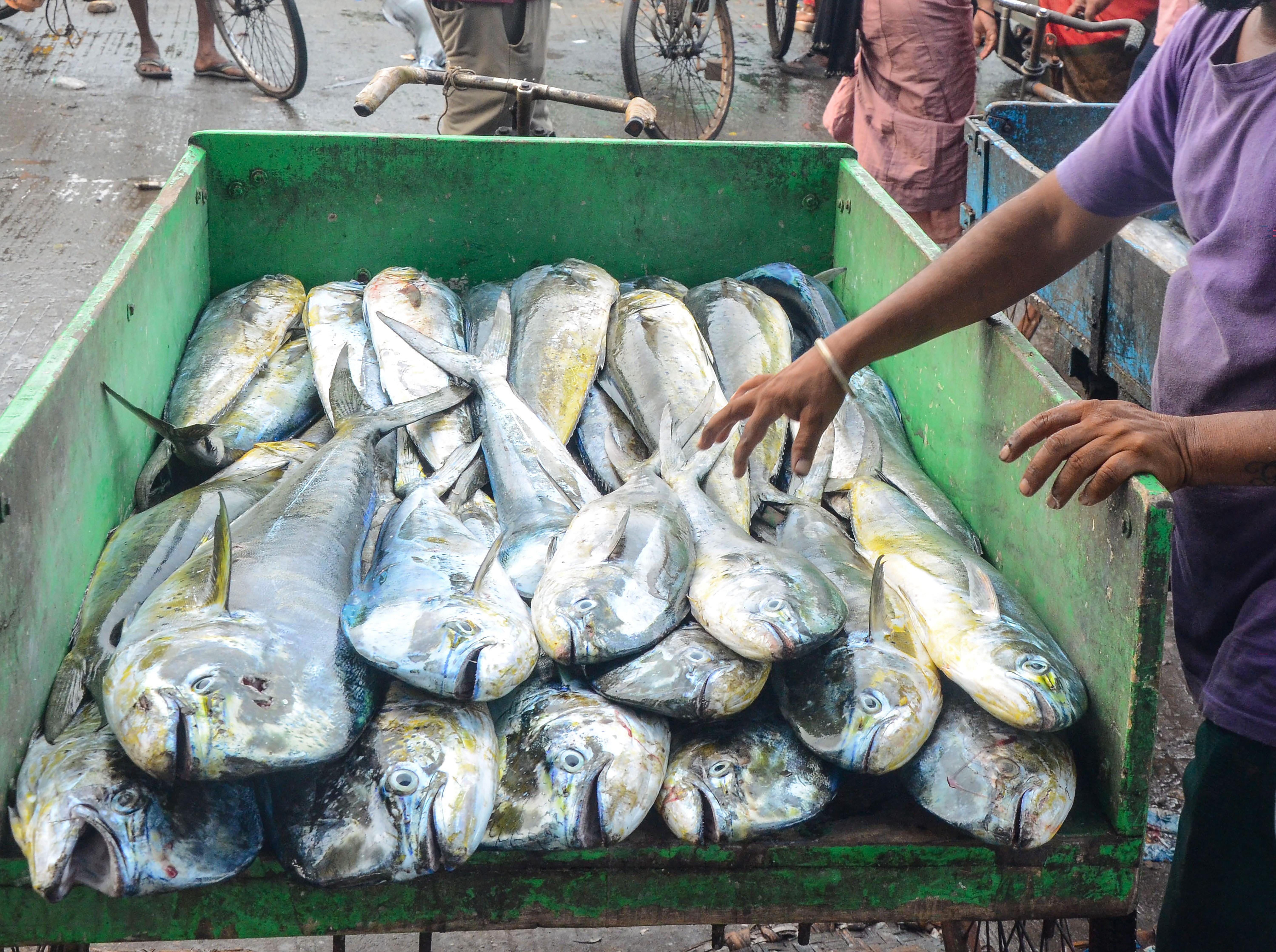 Visakhapatnam: Fishermen Return with Rich Catch After Annual Fishing Ban
