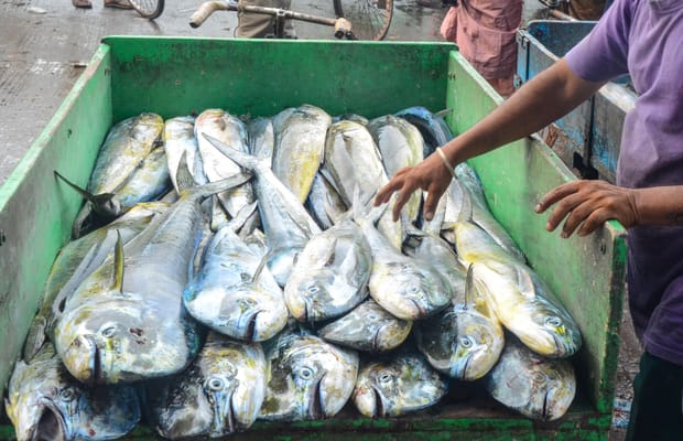 Visakhapatnam: Fishermen Return with Rich Catch After Annual Fishing Ban