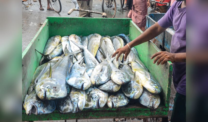 Visakhapatnam: Fishermen Return with Rich Catch After Annual Fishing Ban