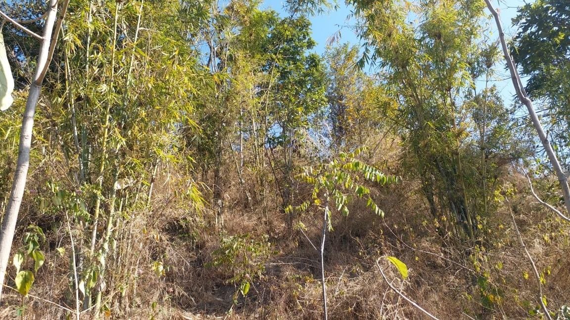 Women in Punjab make living from their backyard forest, also conserve it