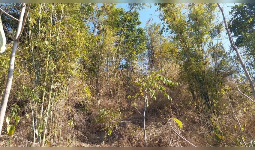 Women in Punjab make living from their backyard forest, also conserve it