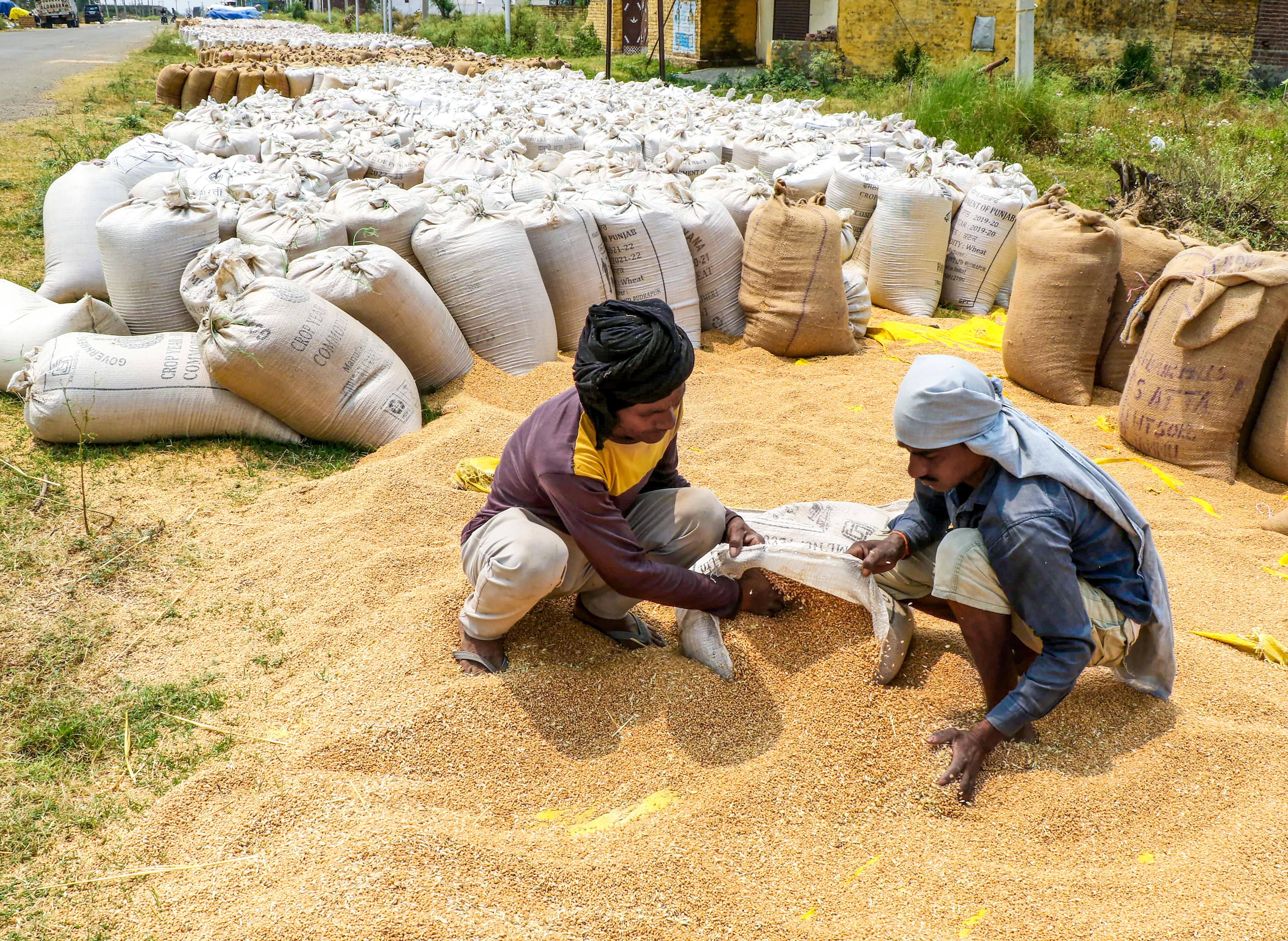 Worker Packs Wheat Sacks In Jammu