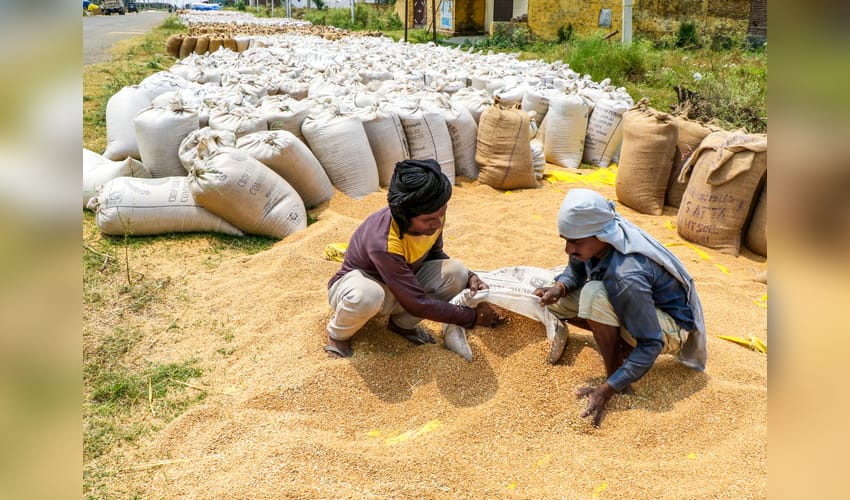 Worker Packs Wheat Sacks In Jammu